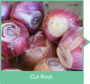 Cut Root