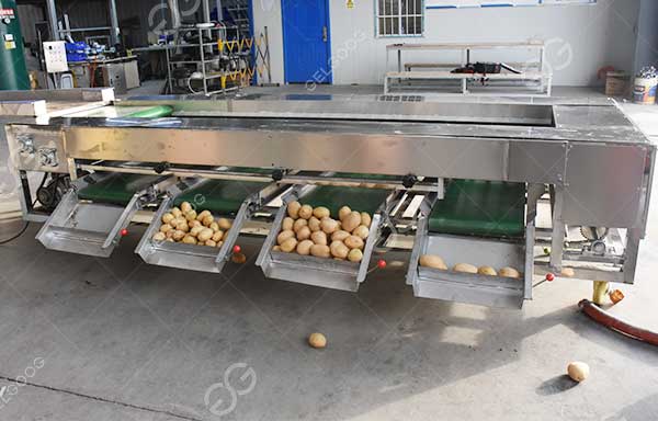 machine à trier les oignons usine